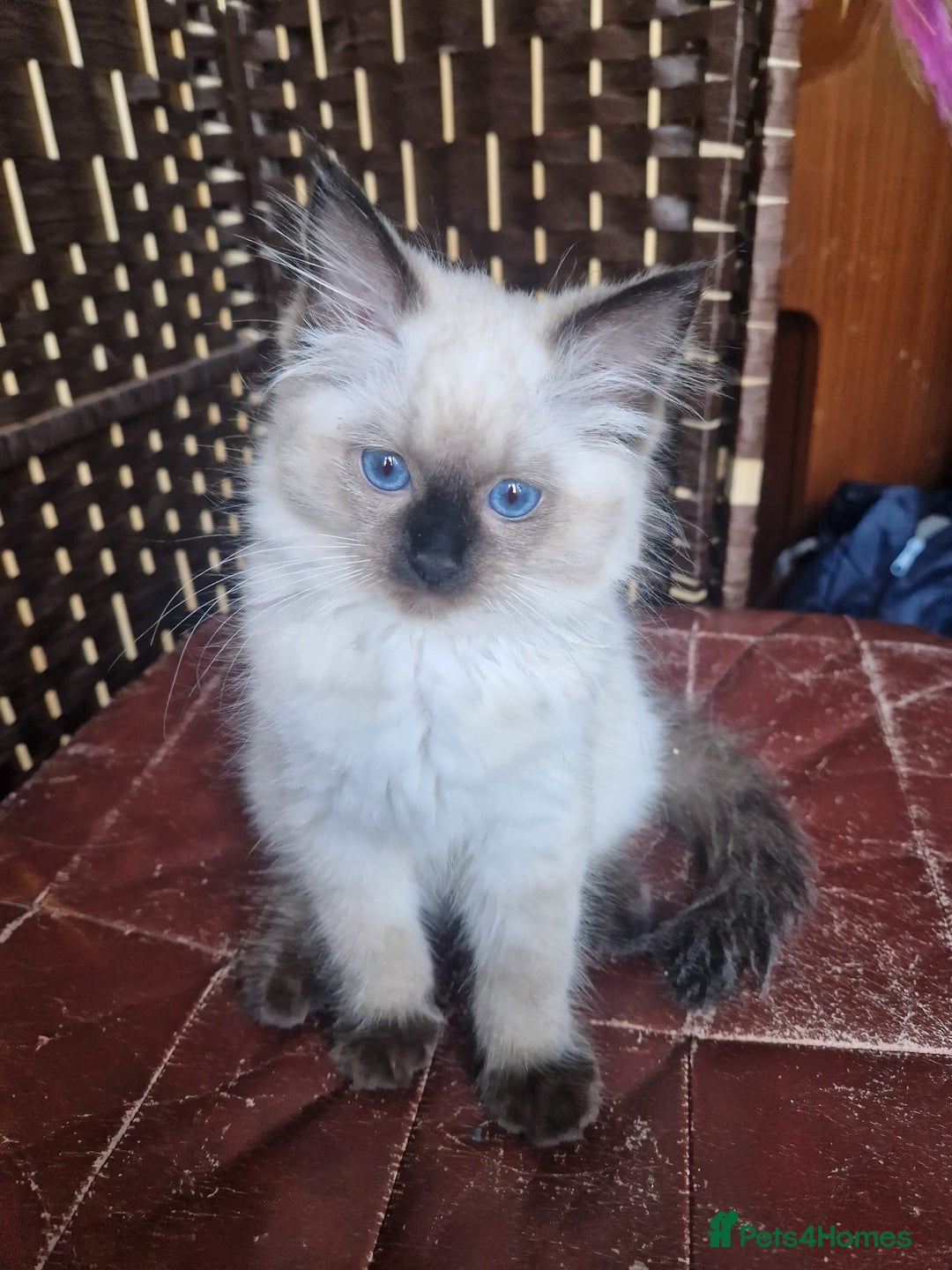 Ragdoll cats for sale: 1 Ragdoll girl left looking for a loving home  - Image 12