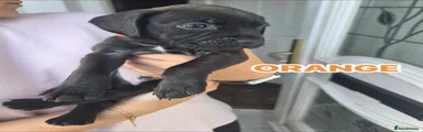 Orange puppy