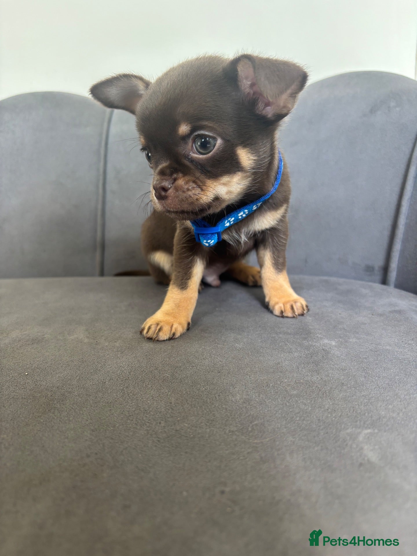 Chihuahua dogs Stunning KC Reg Chocolate Chihuahuas - Advert 1