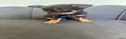 Chihuahua dogs for sale: Stunning KC Reg Chocolate Chihuahuas - Advert 1