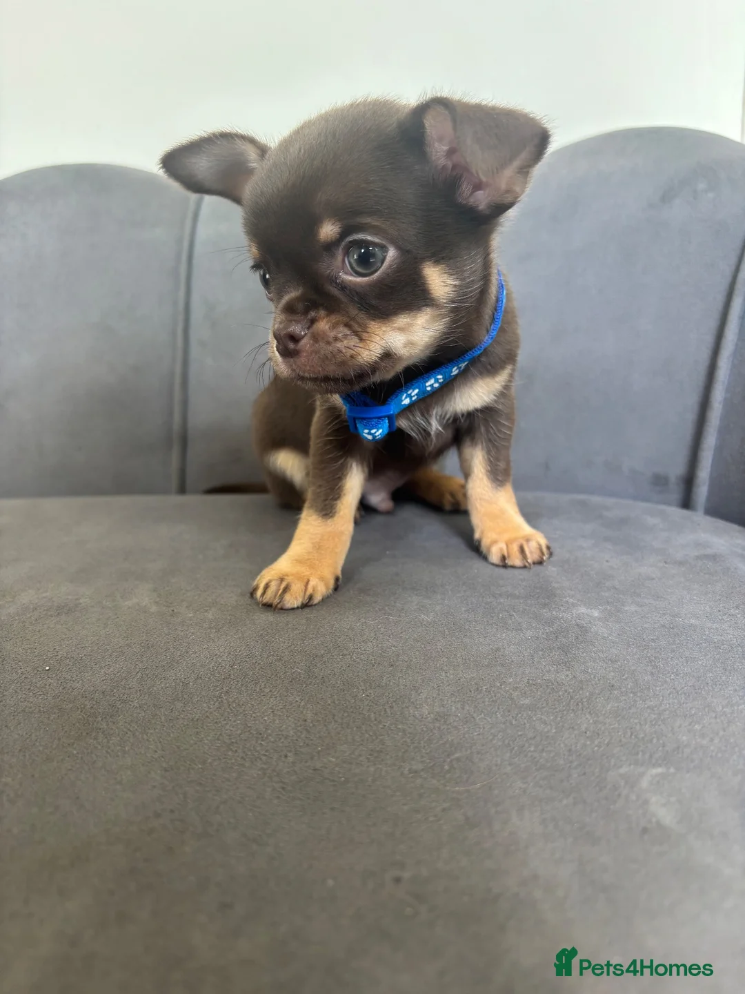 Chihuahua dogs for sale: Stunning KC Reg Chocolate Chihuahuas - Advert 1