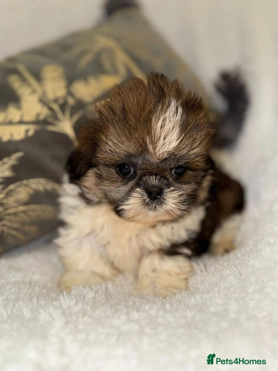 Shih Tzu dogs for sale: 🩷 Stunning Tiny KC Shih Tzu Puppies 💙 - Advert 3