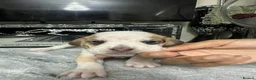 Mixed Breed dogs for sale: Mixed breed puppies in Rowley Regis - Advert 7