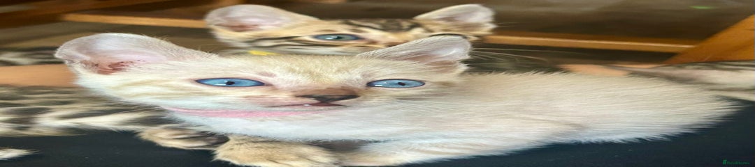 Bengal Kitten 5