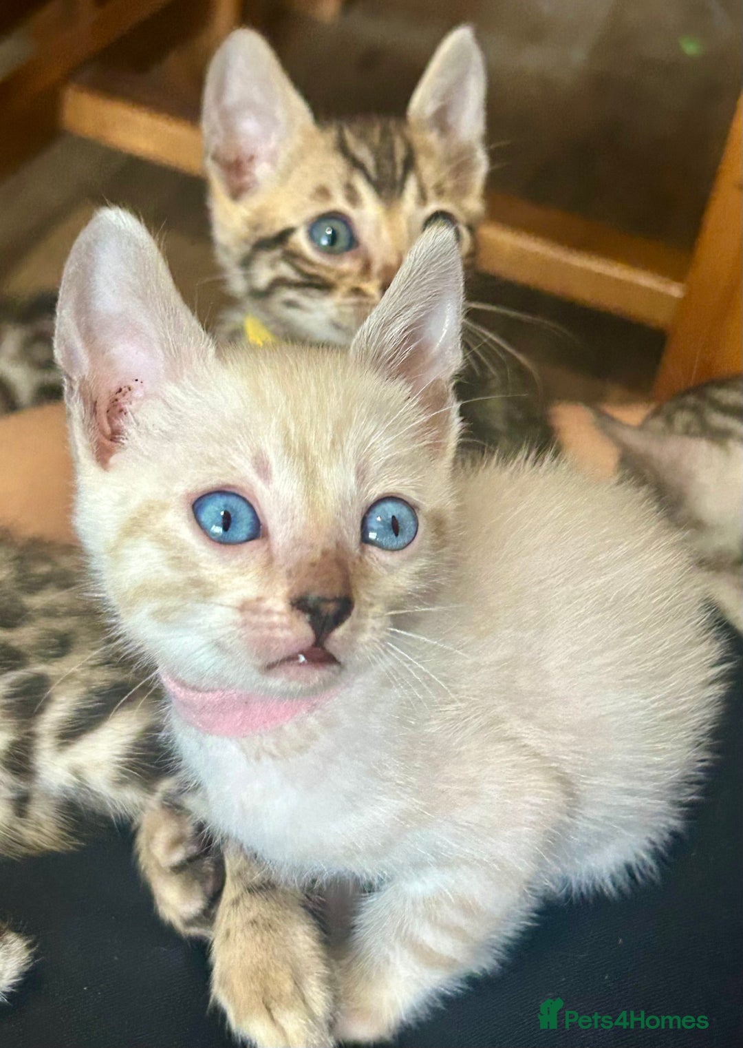 Bengal cats for sale: 6 Gorgeous Bengals kittens ready for reservation  - Image 16
