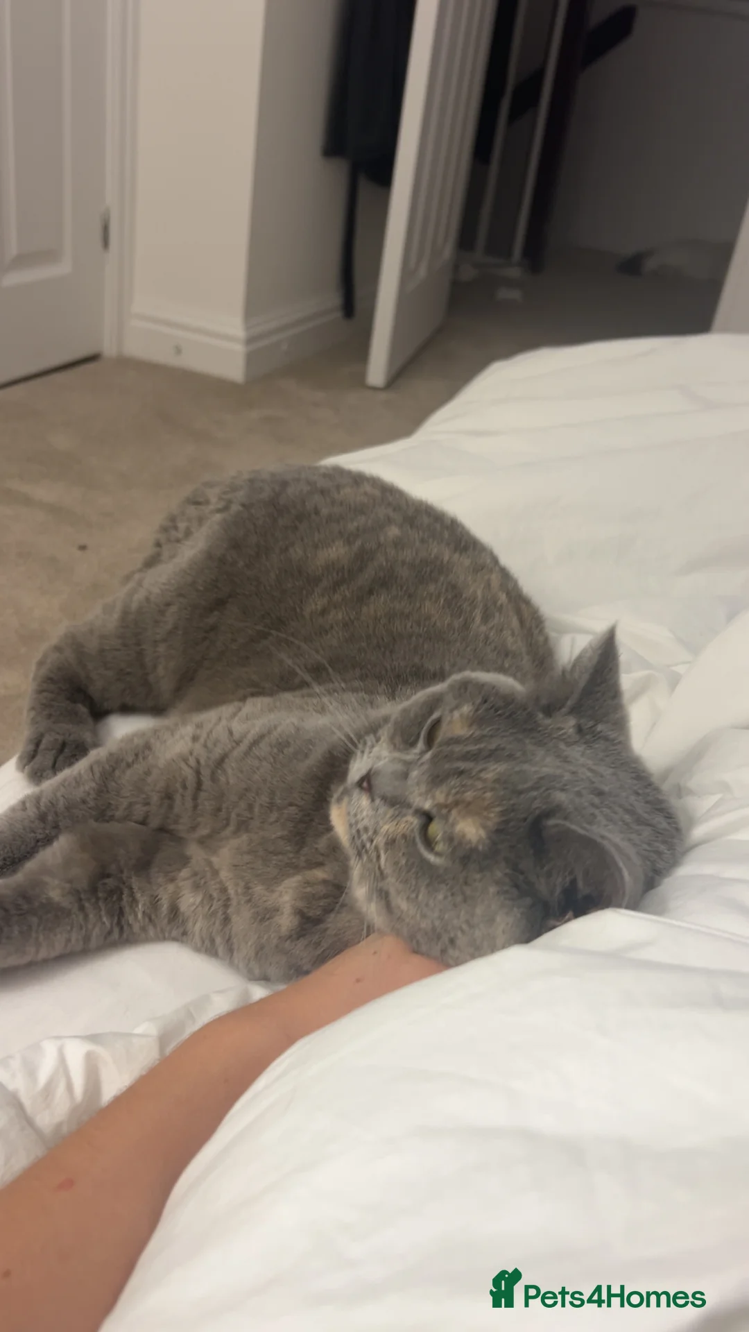 British Shorthair cats for sale: GCCF Registered Blue tortie British shorthair  - Advert 2