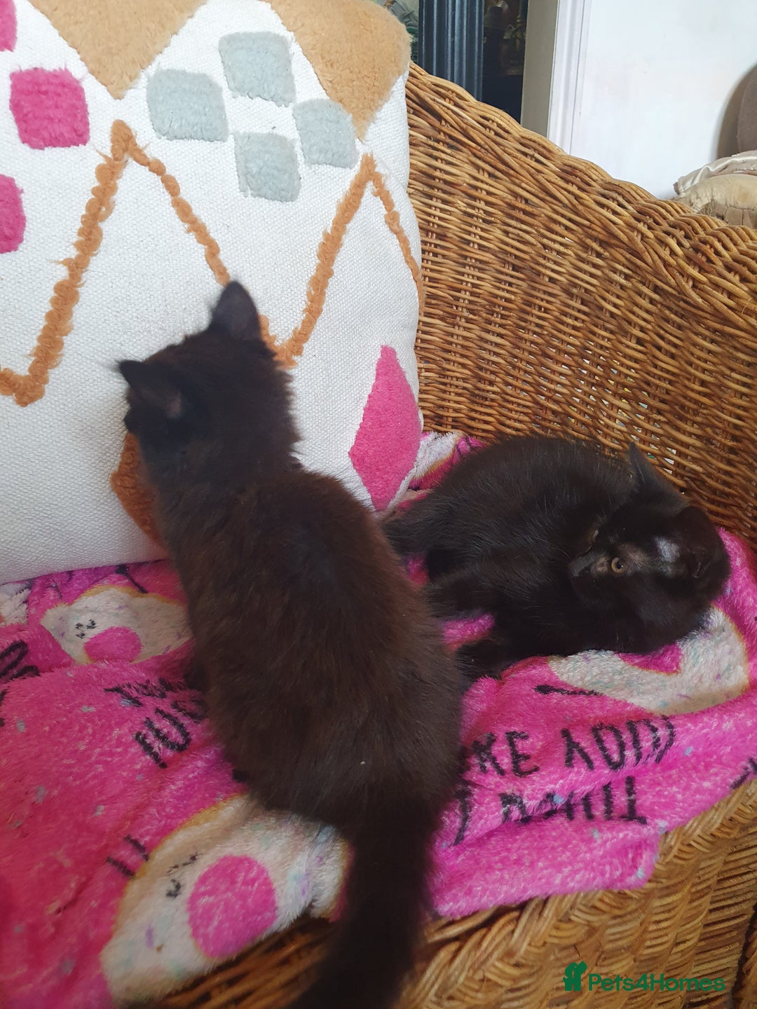 Mixed Breed cats for sale: Three cute Kittens  - Image 3