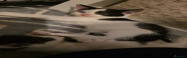 British Shorthair 2