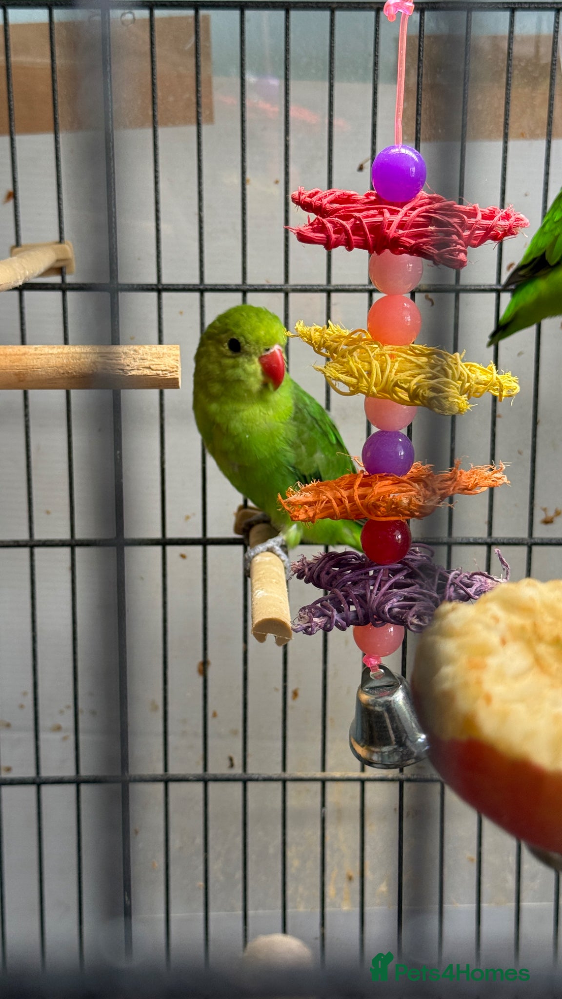 Lovebirds birds Looking for a male black wing lovebird - Advert 1