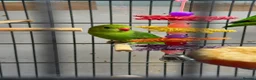 Lovebirds birds for sale: Looking for a male black wing lovebird in London - Advert 1