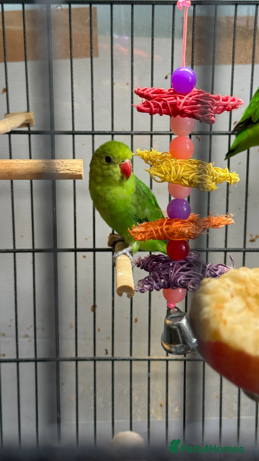 Lovebirds birds for sale: Looking for a male black wing lovebird in London - Advert 1