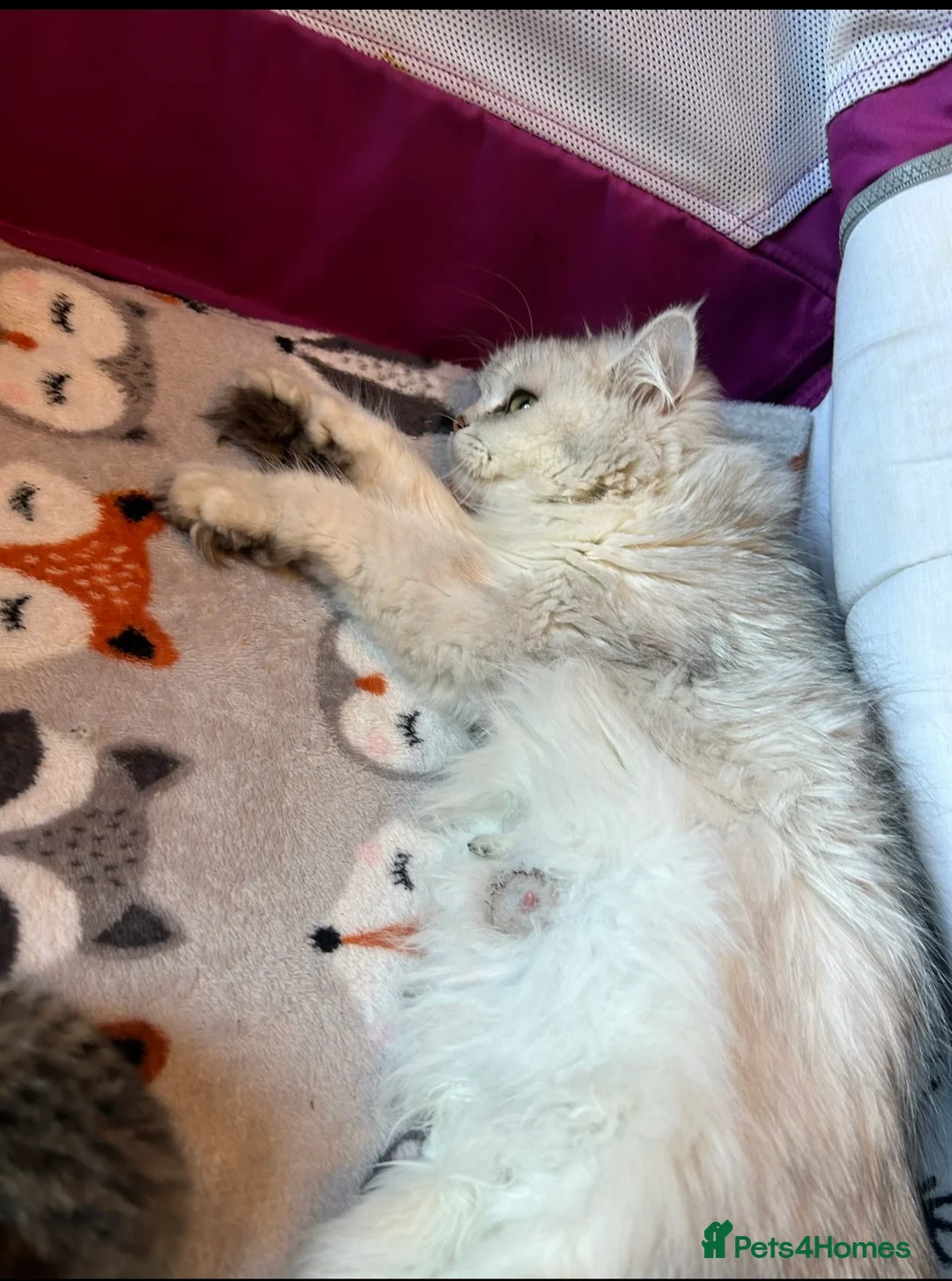 Persian cats for sale: BEAUTIFUL GREY TIGER FLUFFY PERSIAN KITTENS! - Advert 4