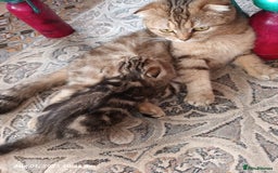 British Shorthair cats for sale: British grey shorthair and Scottish fold - Image 13