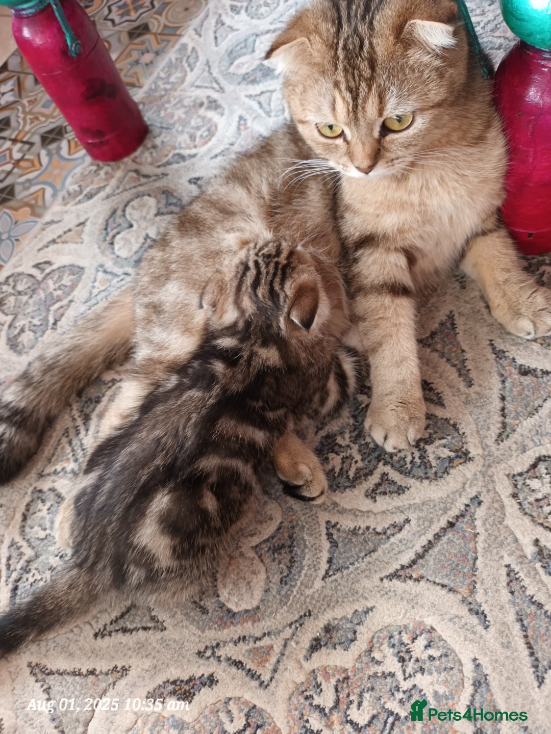 British Shorthair cats for sale: British grey shorthair and Scottish fold - Image 13