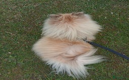 Pomeranian dogs for stud: Pomeranian Stud - Image 2