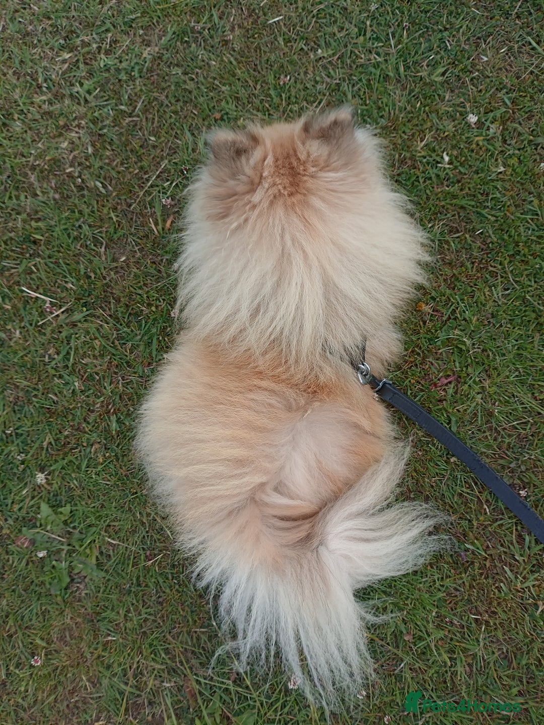Pomeranian dogs for stud: Pomeranian Stud - Image 2