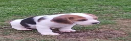 Beagle dogs for sale: Beagle puppies  - Advert 5