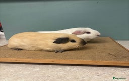 Guinea Pig rodents for sale: Californian & Dark eyed white pair - Image 3