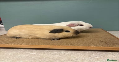 Guinea Pig rodents - Advert 2