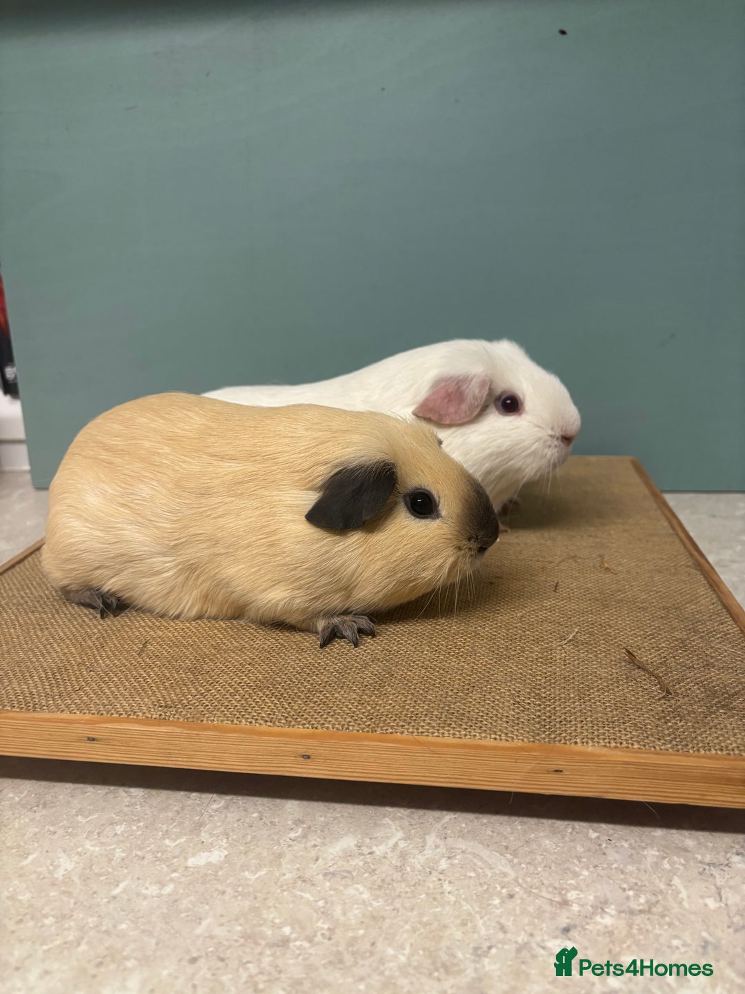 Guinea Pig rodents for sale: Californian & Dark eyed white pair - Image 3