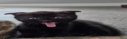 Scottish Fold cats for sale: Wednesday and Jackson - Advert 8