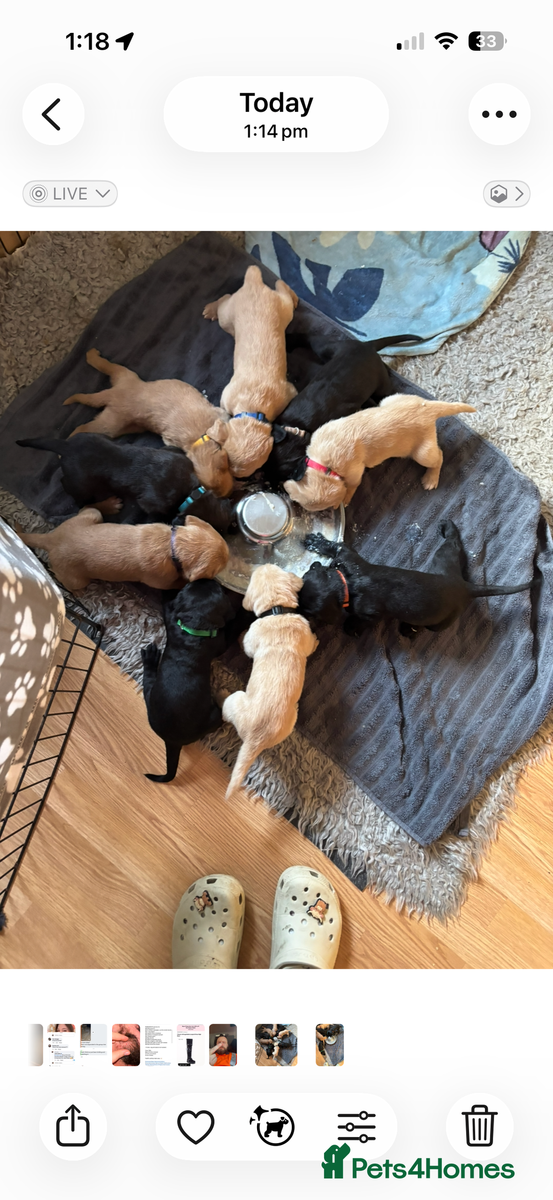 Mixed Breed dogs for sale: Beautiful Labrador crosses - Advert 9