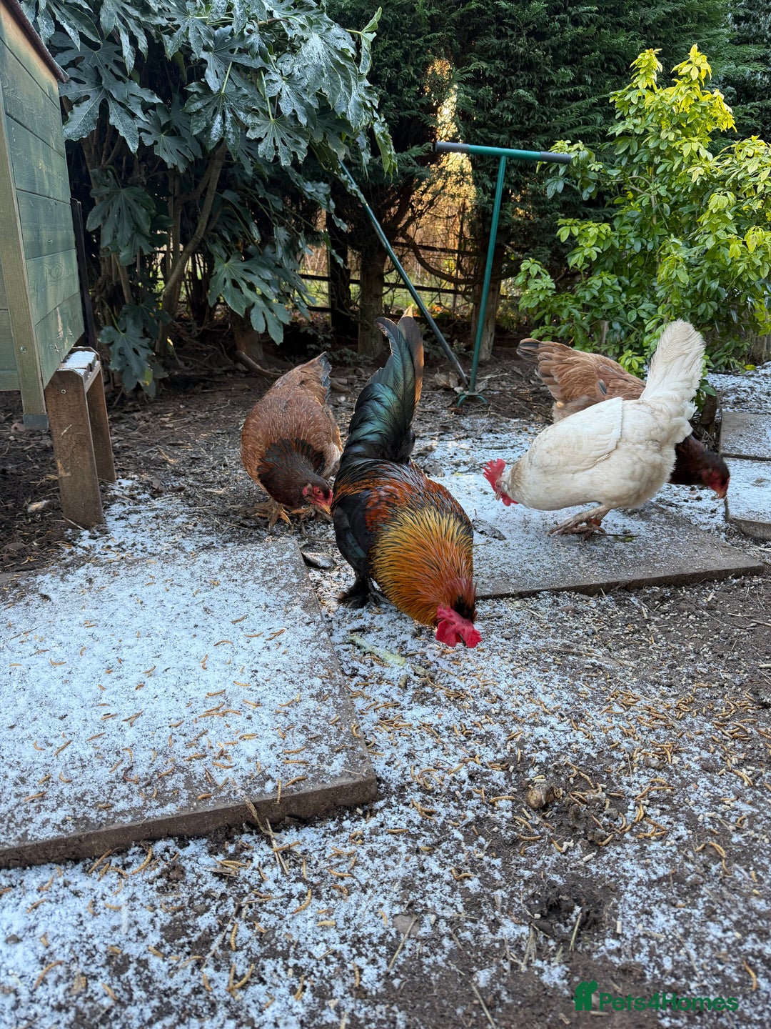 Chickens poultry for sale: Aseel & Brahma mix  - Advert 2