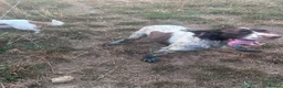 English Springer Spaniel dogs for sale: Barney  in Boston - Advert 3