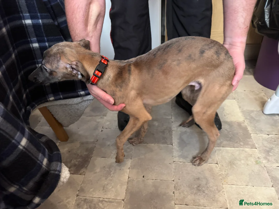 Whippet dogs for sale: Whippet pups  - Advert 7