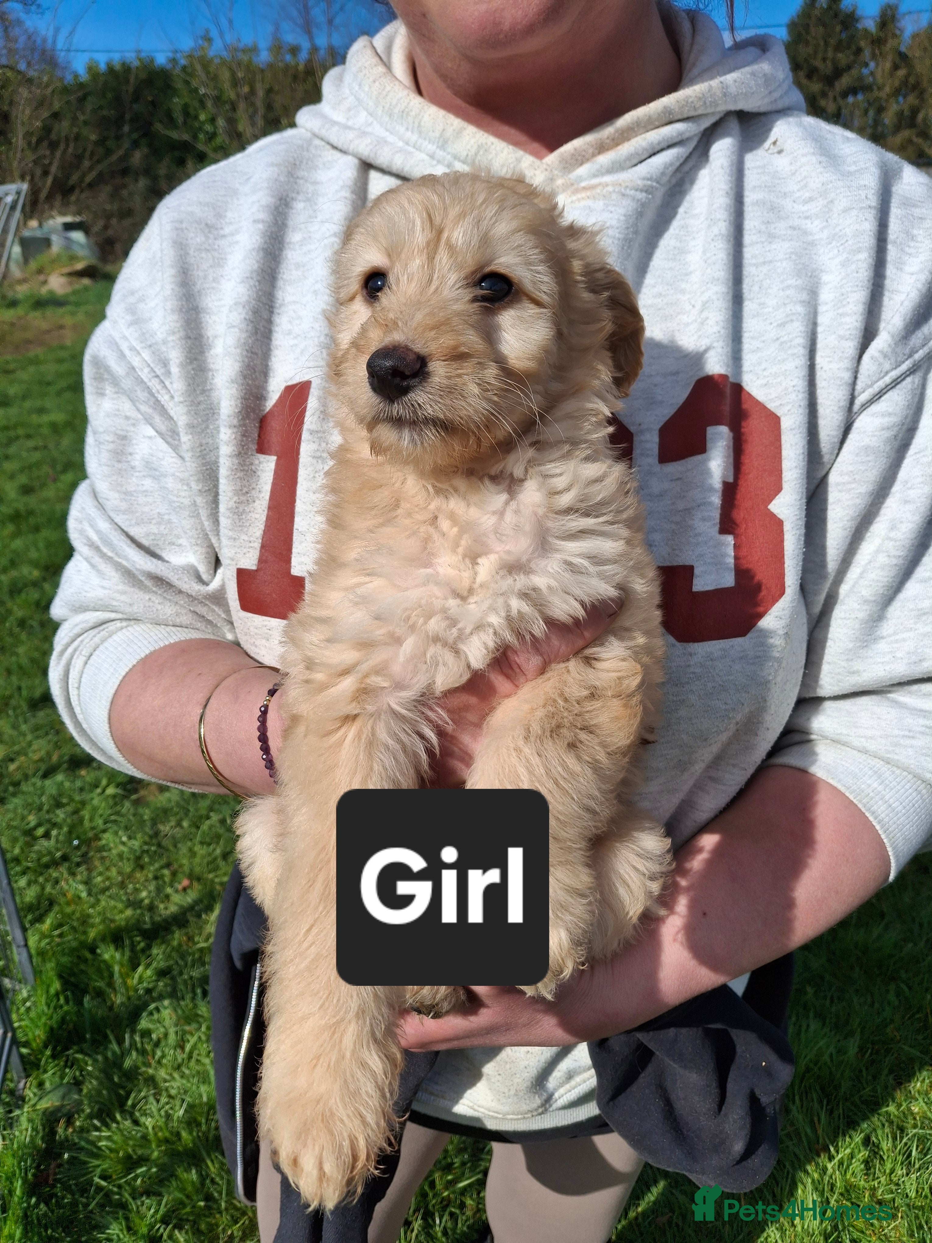 Mixed Breed dogs Miniature labradoodle X Whippet Puppies - Advert 17