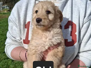 Mixed Breed dogs Miniature labradoodle X Whippet Puppies - Advert 17
