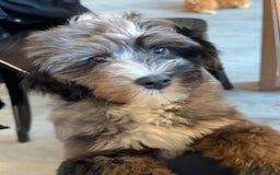 Bernedoodle dogs for sale: Curtabemdoodles Bernedoodles  - Image 10