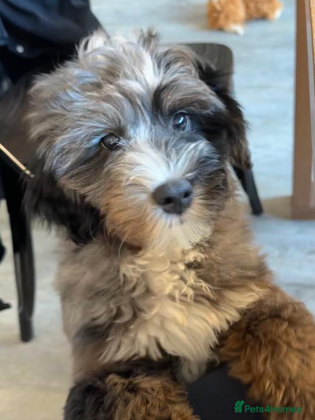Bernedoodle dogs for sale: Curtabemdoodles Bernedoodles  - Image 10
