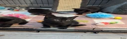 Domestic Shorthair cats for sale: Beautiful playful kittens  in Wolverhampton - Advert 10