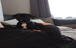 French Bulldog dogs for sale: French bulldog puppies  - Image 2