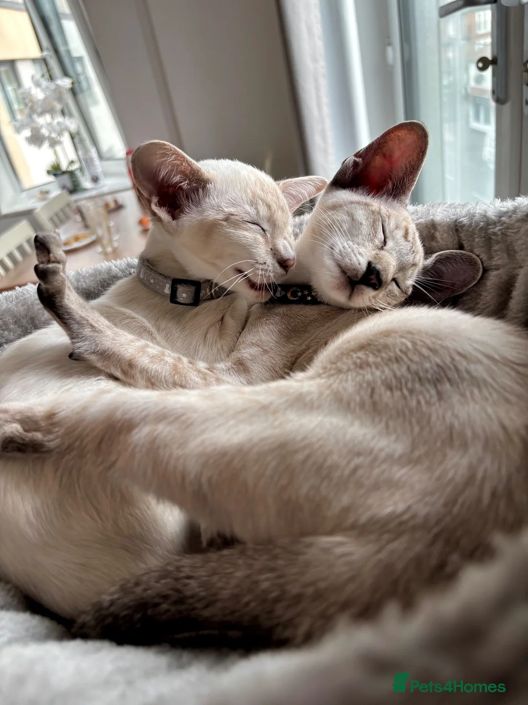 Oriental cats for sale: Oriental shorthair Female  - Advert 6