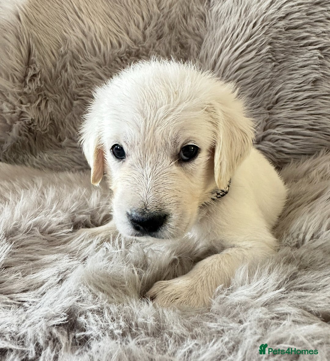 Golden Retriever dogs for sale: KC REGISTERED GOLDEN RETRIEVER PUPS - Image 24