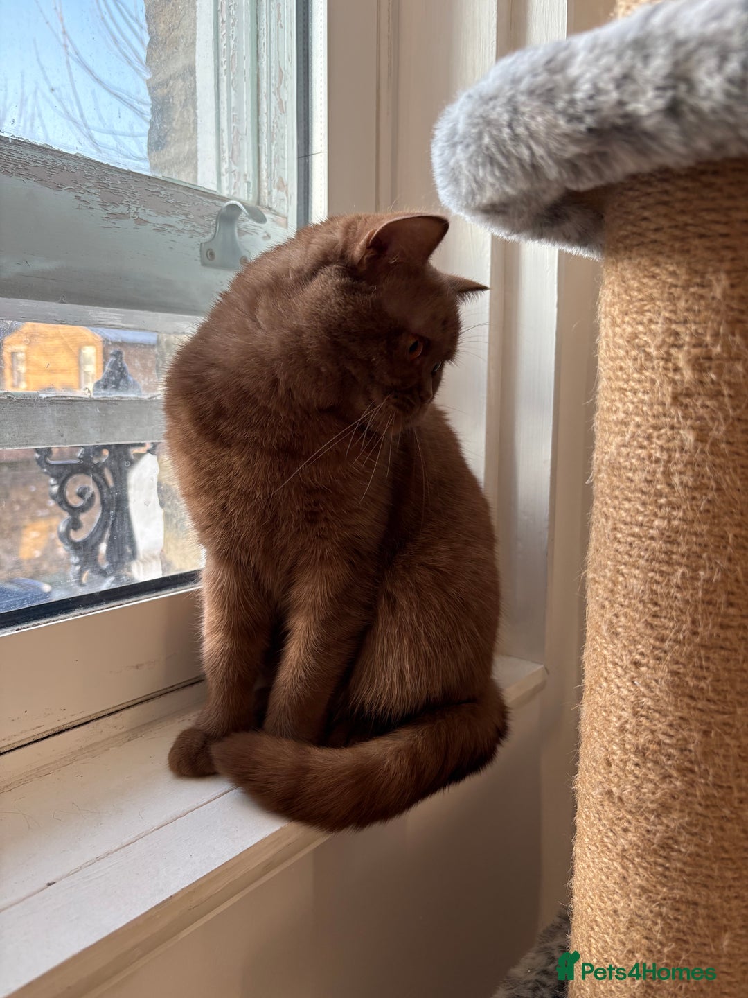 British Shorthair cats for sale: GCCF Active Registered Cinnamon British shorthair  - Advert 5