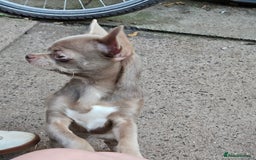 Chihuahua dogs for sale: Kc lilac small chihuahua  - Image 11