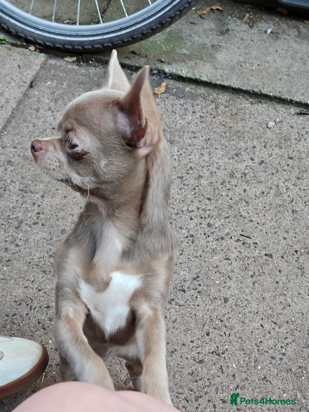 Chihuahua dogs for sale: Kc lilac small chihuahua  - Image 11
