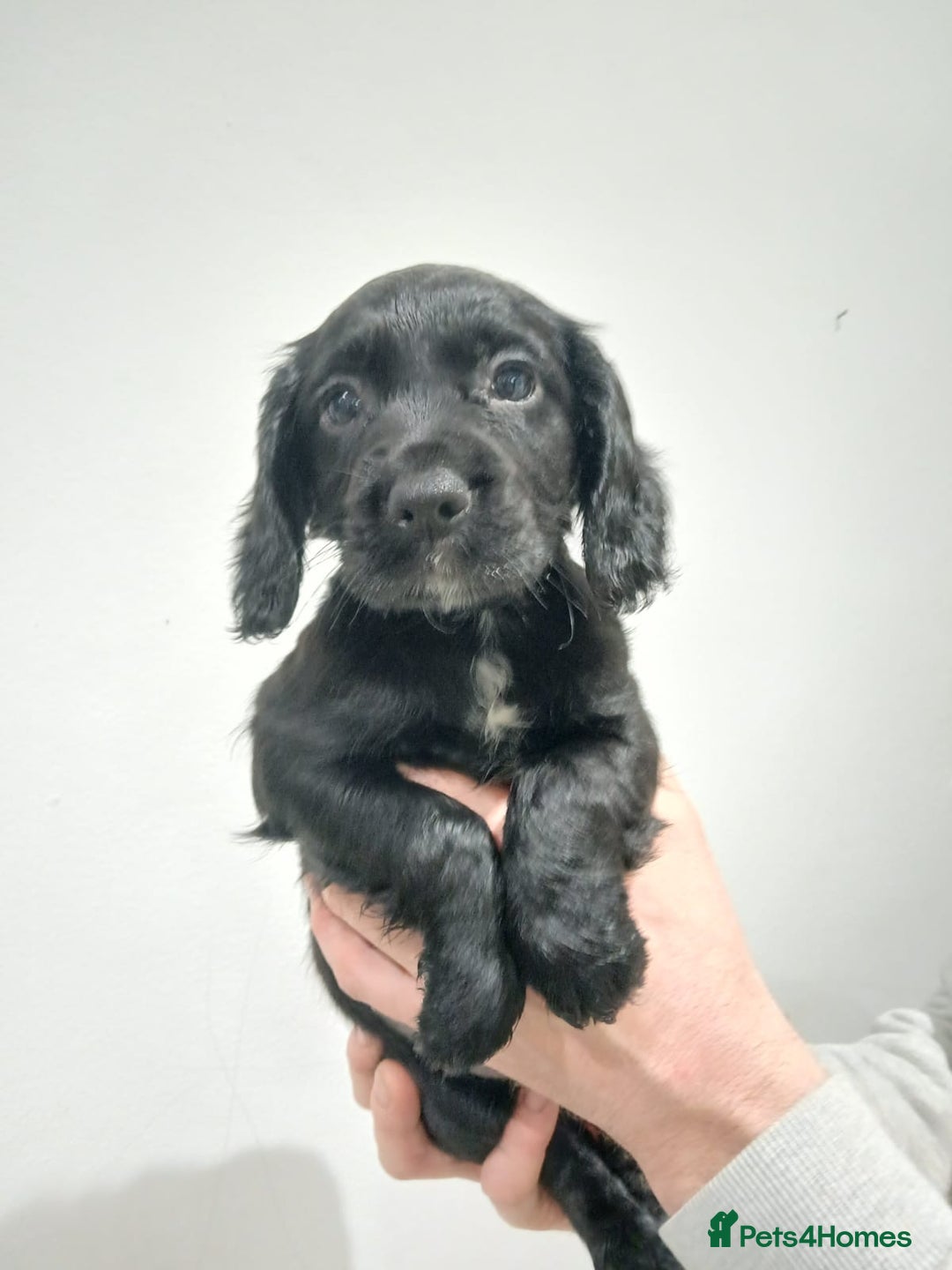 Cocker Spaniel dogs for sale: Working cocker spaniels - Advert 15