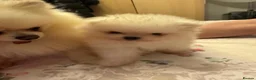 Pomeranian dogs for sale: Tiny white Pomeranian puppy  - Advert 27