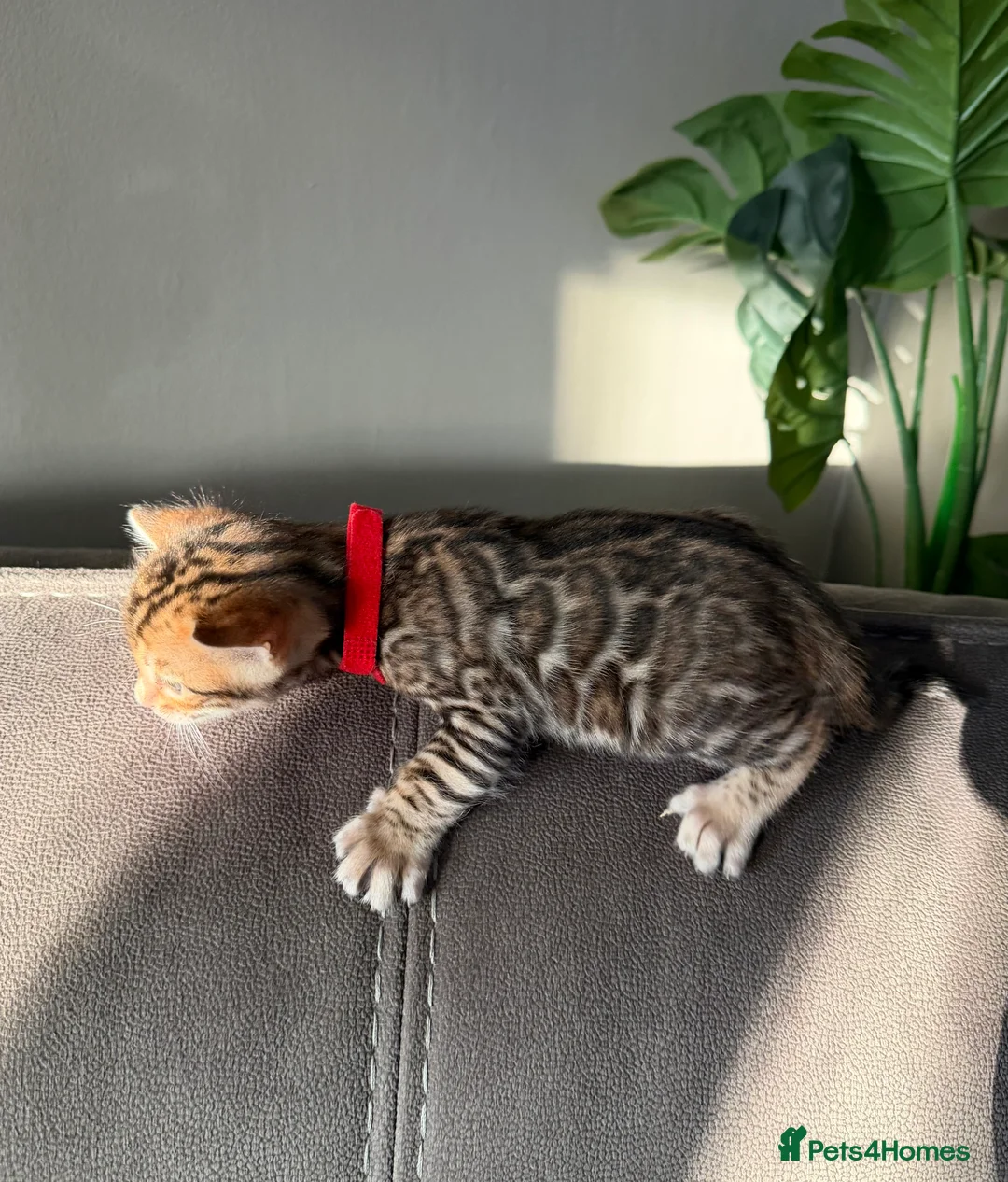 Bengal cats for sale: Beautiful Pedigree Bengal kittens for sale  - Advert 29