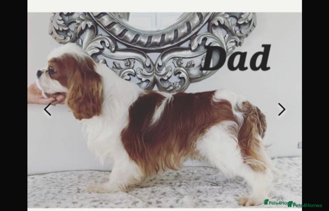 Cavalier King Charles Spaniel dogs for sale:  Outstanding Health-Tested Cavalier Puppies  - Advert 7
