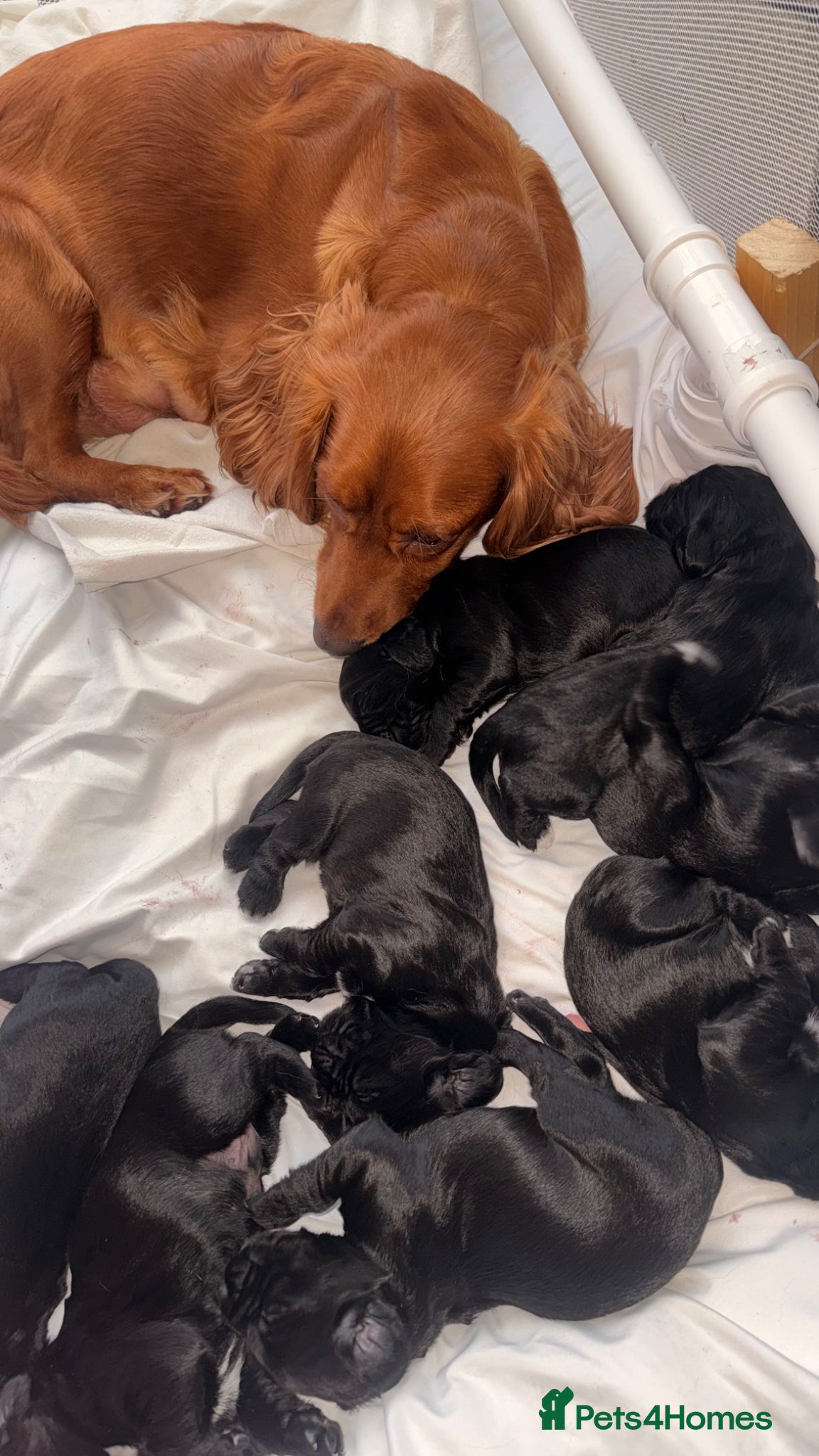 Sprocker dogs F2 Sprocker Spaniel Puppies - Advert 1