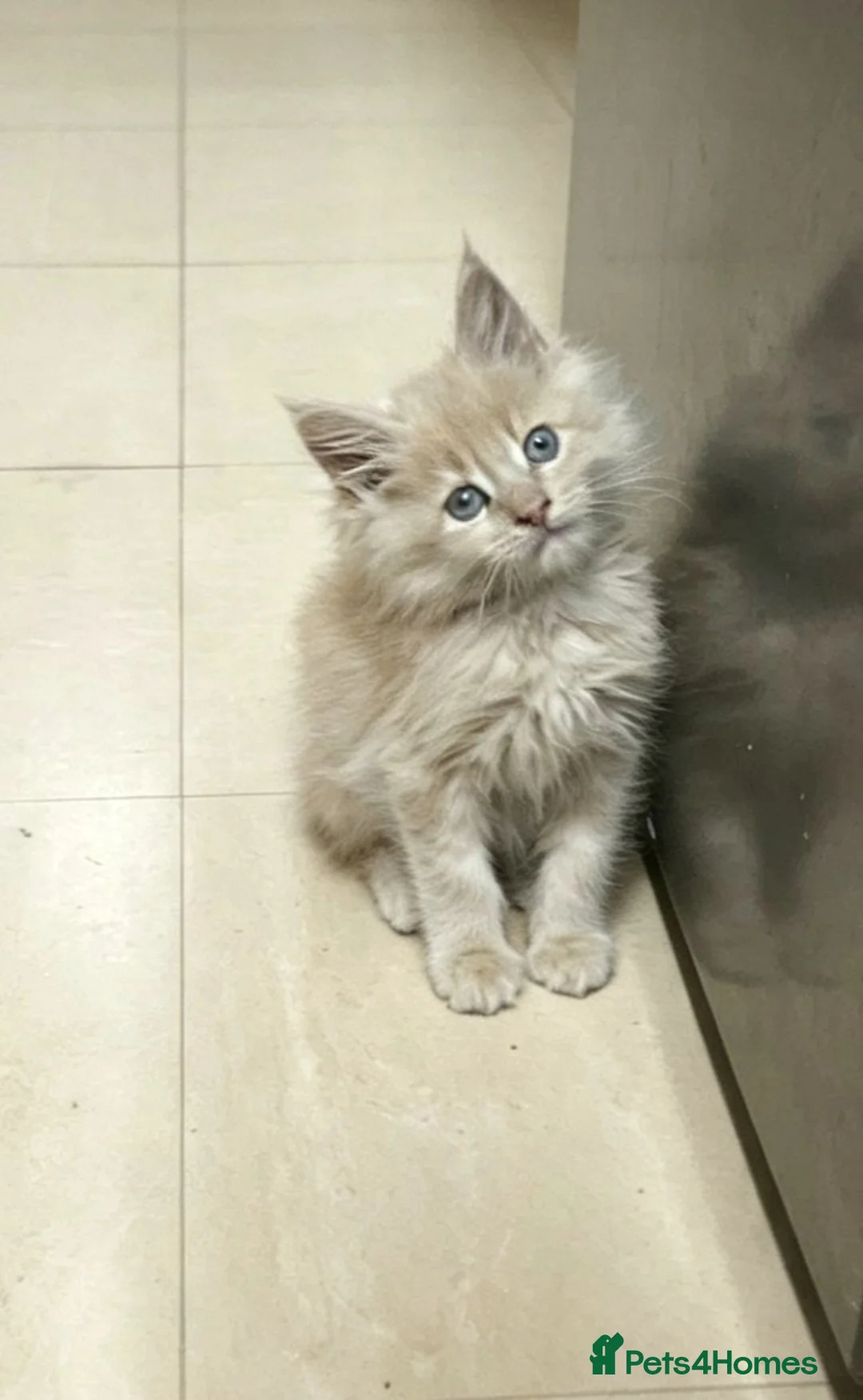 Maine Coon cats for sale: 2 purebred male mainecoons  - Advert 2