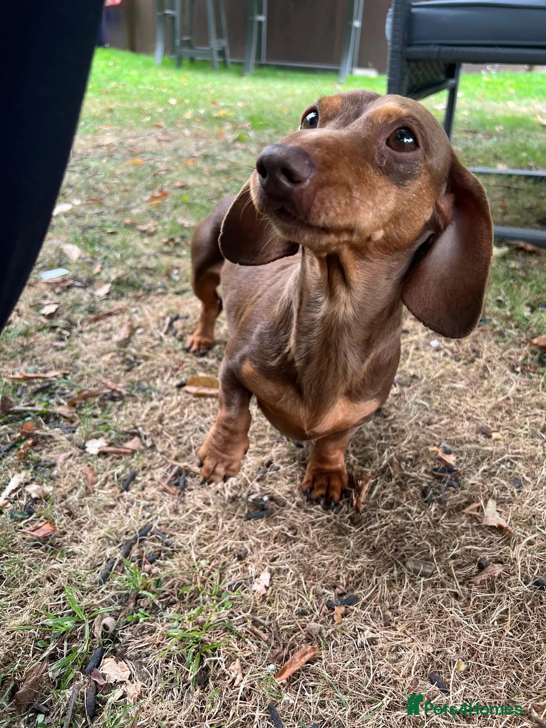 Miniature Dachshund dogs for stud: Teddy - Choc & Tan Proven Stud - Advert 2
