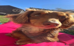 Dachshund dogs for sale: Miniature dachshund puppies  - Image 10