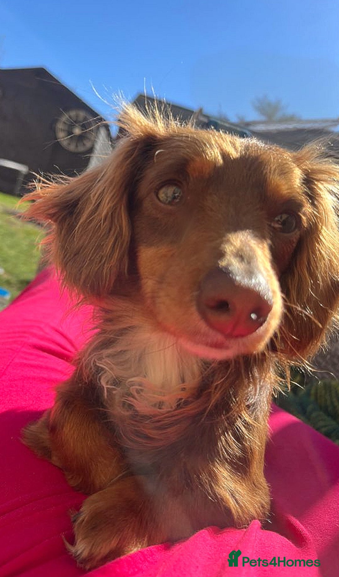 Dachshund dogs for sale: Miniature dachshund puppies  - Image 10