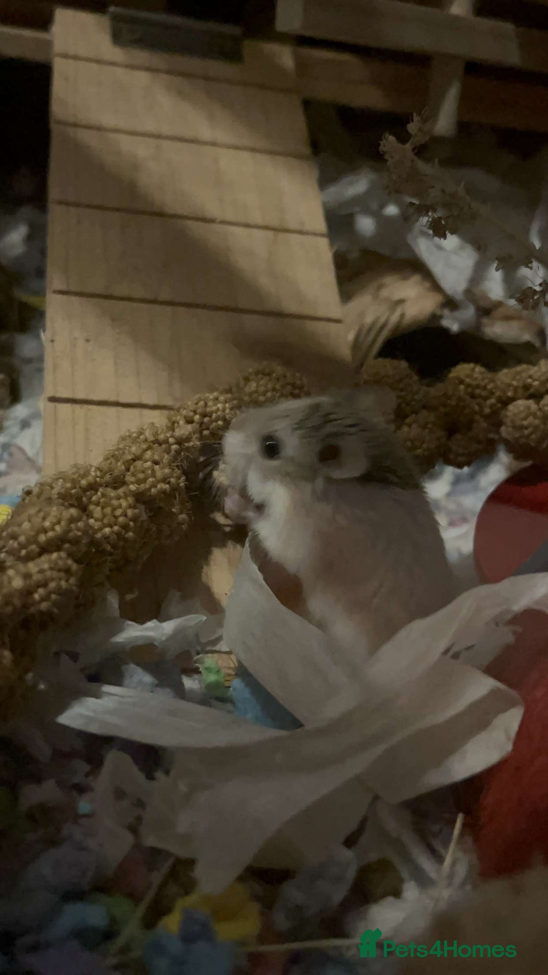 Hamster rodents for sale: Magneto, dwarf hamster - Image 2